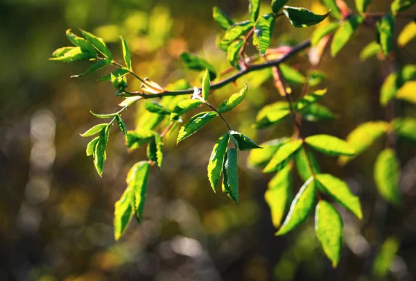 Natureza Sazonal Fundo Ramo Sol Luz Solar Manhã — Fotografia de Stock