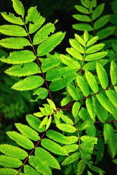 Natuur Herfstbladeren Achtergrond Groene Rowan — Stockfoto