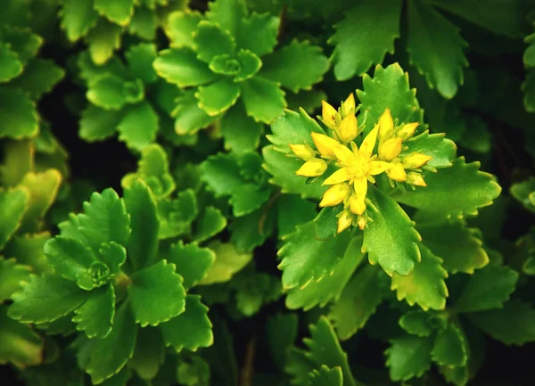 Natur Mörk Bakgrund Gröna Växter Med Gula Blommor — Stockfoto