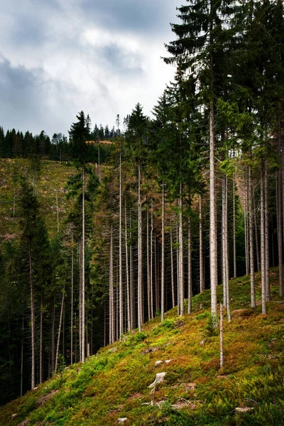 Přírodní Krajina Pozadí Okraji Vysokého Lesa Svahu — Stock fotografie