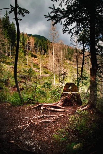 Nature Background Forest Still Life Stump Stool — Stock Photo, Image