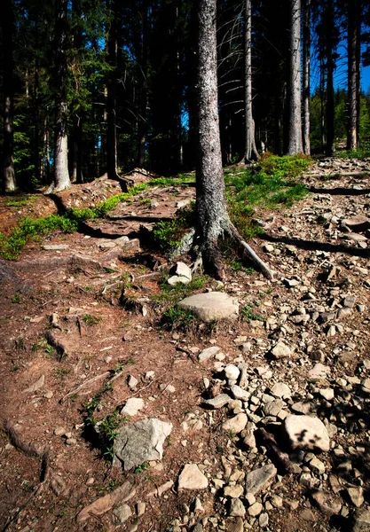 Forest with stone pavement — Stock Photo, Image