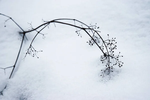 Natur Saisonaler Hintergrund Stamm Von Getrockneten Pflanzen Auf Schnee — Stockfoto