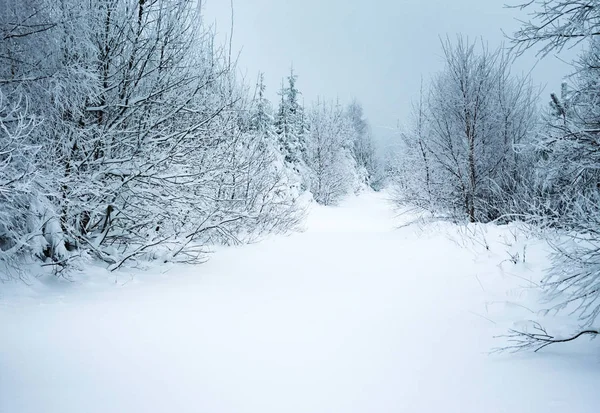 风景冬天背景森林路径在雪之下 — 图库照片