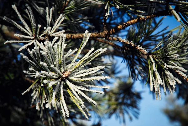 Naturen Säsongsbetonade Detalj Pine Kvist Från Frost — Stockfoto