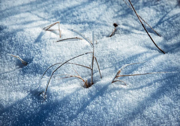 Naturen Säsongsbetonade Bakgrund Torrt Gräs Sticker Upp Snön — Stockfoto