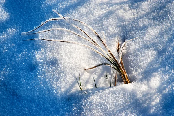 Nature Seasonal Background Dry Grass Sticking Out Snow — Stock Photo, Image