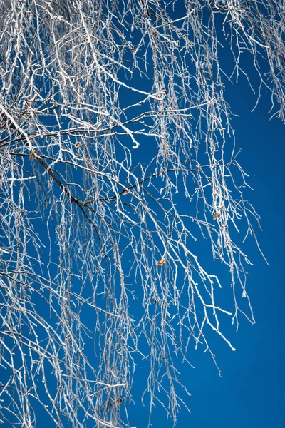 自然季節背景冷凍白樺の枝をぶら下げ — ストック写真