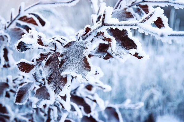 ブナの葉を凍結自然季節背景詳細 — ストック写真