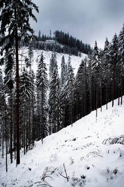 季节性风景背景雪覆盖云杉森林 — 图库照片