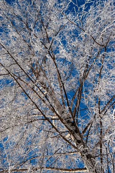 白樺の木の凍結枝に季節の自然背景 — ストック写真