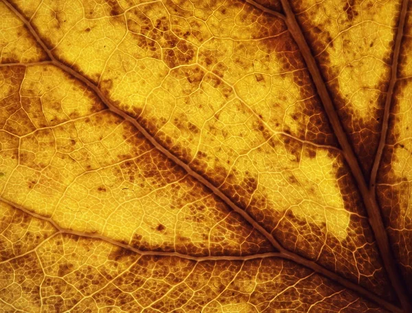 古い黄色葉の抽象的な性質の背景やテクスチャの詳細 — ストック写真