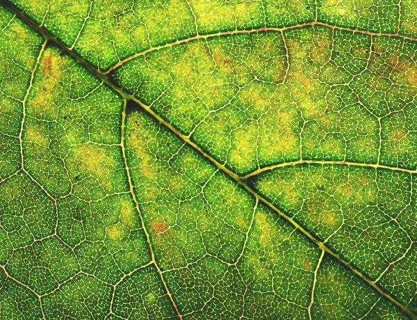 Hintergrund Oder Textur Abstrakter Schnitt Aus Alten Holzschindeln — Stockfoto