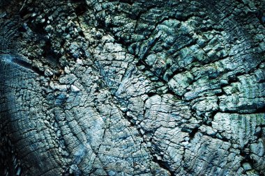 arka plan veya doku detay üzerinde eski bir yıpranmış güdük