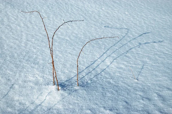 Resumo Sazonal Sombra Fundo Planta Seca Neve — Fotografia de Stock