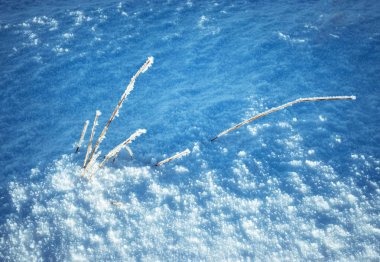 mevsim kış arka plan kuru bitki karda donmuş