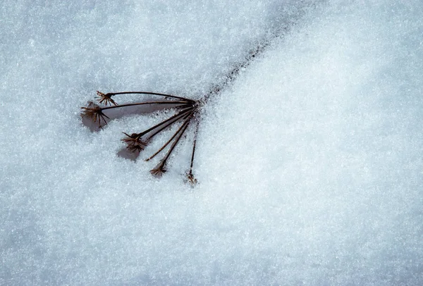 Suché rostliny s tající sníh — Stock fotografie