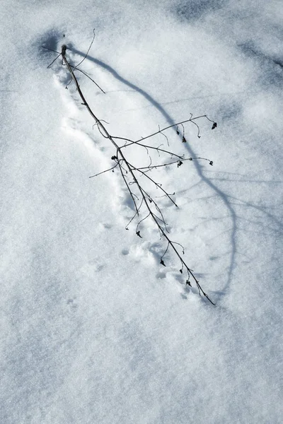 Suché rostliny stín na sněhu — Stock fotografie