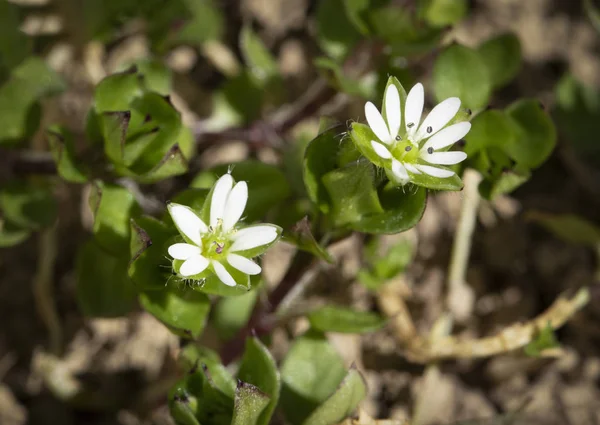 Weiße Blüten Unkraut stellaria media — Stockfoto