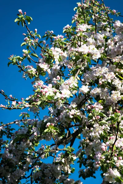 Grandes flores bonitas na árvore de maçã — Fotografia de Stock