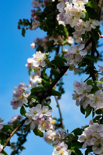 Flores de maçã em maio — Fotografia de Stock