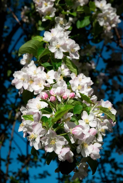Крупный план группы цветов яблони — стоковое фото