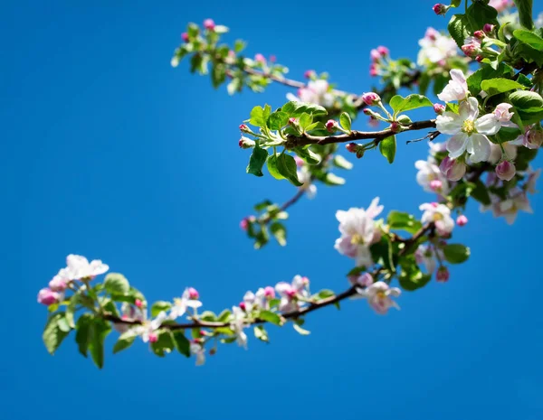 Ramo de maçã com flores florescentes — Fotografia de Stock