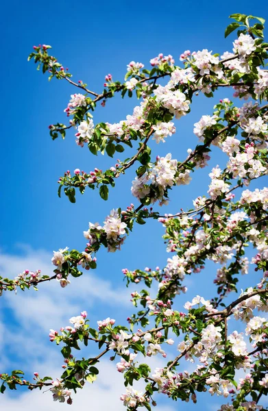 Fundo ramo de maçã com flores florescendo — Fotografia de Stock