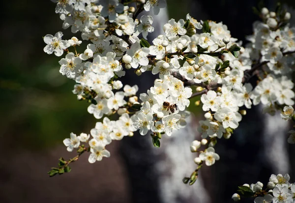 Abelha em flores brancas — Fotografia de Stock