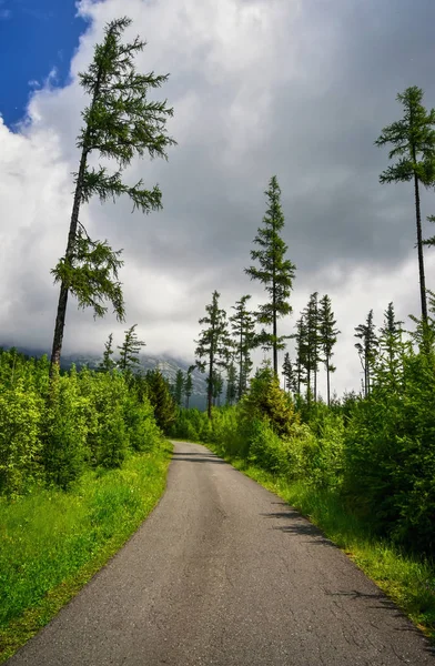 Camino de asfalto a través del bosque de montaña — Foto de Stock