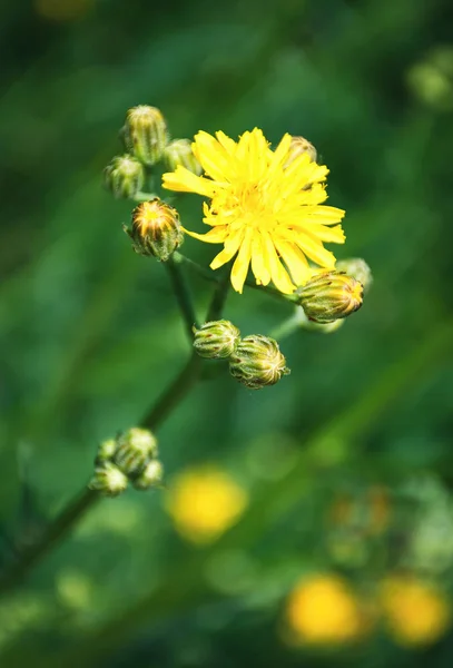 Flores prado amarelo em um fundo verde escuro — Fotografia de Stock