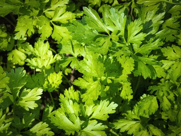 to smell green parsley