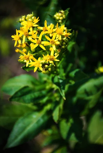 Pflanze mit kleinen gelben Blüten — Stockfoto