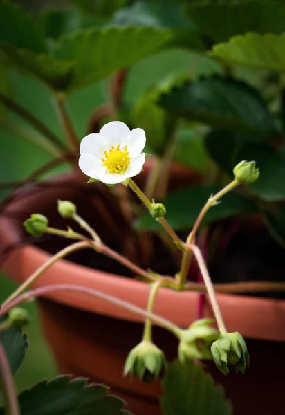 Weiße Blume Erdbeere im Blumentopf — Stockfoto