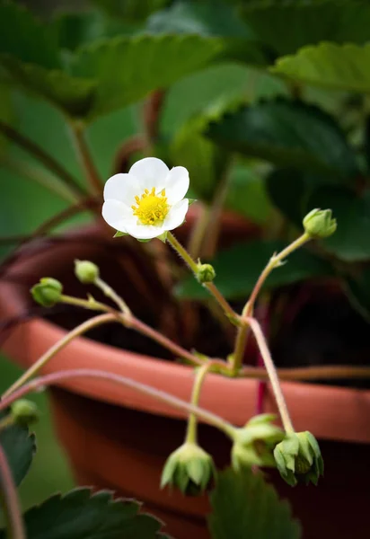 Vita blommor jordgubbar i blomkruka — Stockfoto