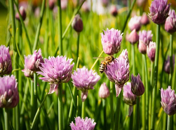 Natur Saisonale Biene Auf Schnittlauch Blumen — Stockfoto
