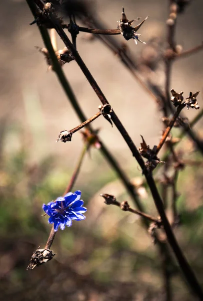 Nature Background Chicory One Blue Flower — Stock Photo, Image