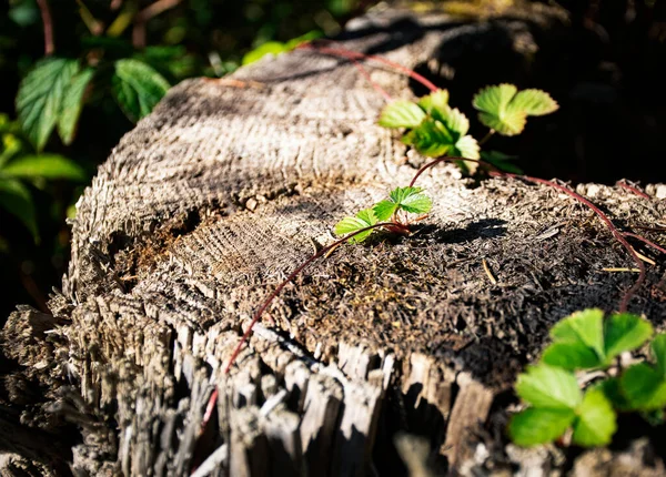 Natuur Achtergrond Bos Stilleven Van Aardbei Bladeren Een Oude Stronk — Stockfoto