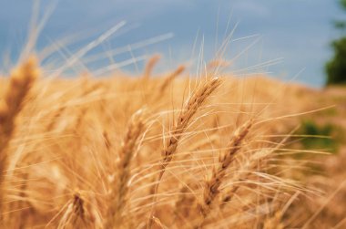 Buğday alanı ile spikelets gün batımında