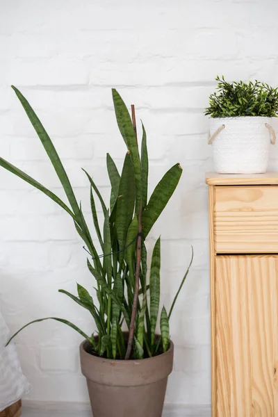 Суккуленты и кактусы в бетонном котле на белом тумбочке — стоковое фото