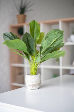 Modern oturma odası kanepe ve mobilya ile