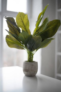 Modern oturma odası kanepe ve mobilya ile