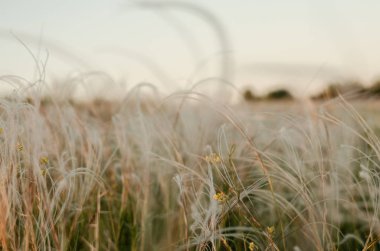 Tüy Pennisetum, Misyon Çim gün batımı nda güneş ışığı arka ışık ile. Soyut arka plan kavramı.
