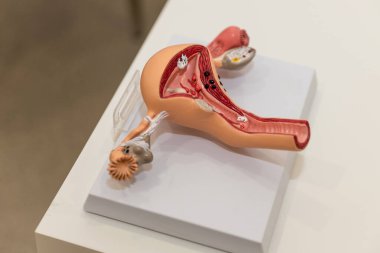 Dölyatağı anatomisi, fallop tüpleri ve yumurtalıklar örneğin kadın üreme organının anatomik modeli. Rahmin anatomisini ve uzantılarını incelemek için konsept, kadın üreme sisteminin çizimi