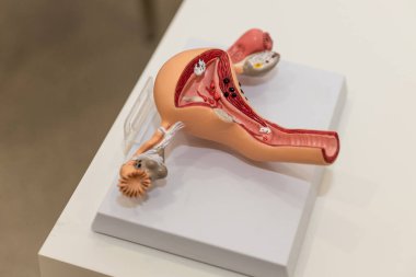 Anatomy of uterus, fallopian tubes and ovaries on example of anatomical model of female genital organ. Concept for study of anatomy of uterus and appendages, illustration of female reproductive system clipart