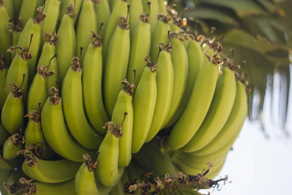 Primer Plano Del Racimo Plátanos Verdes Árbol —  Fotos de Stock