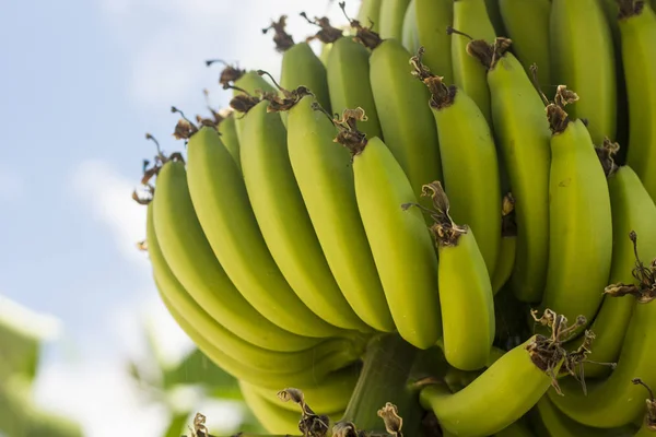 Gros Plan Sur Bouquet Bananes Vertes Sur Arbre — Photo