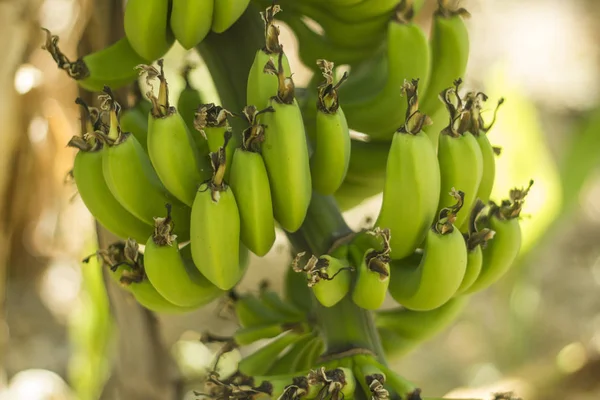Yakın çekim yeşil muz ağacı üzerinde Grup