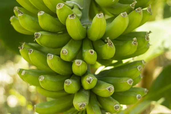 Gros Plan Sur Bouquet Bananes Vertes Sur Arbre — Photo