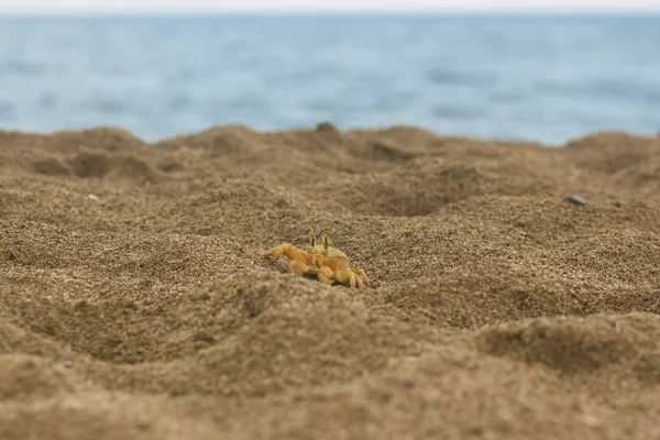 Kum yengeç sahilde yürüyüş